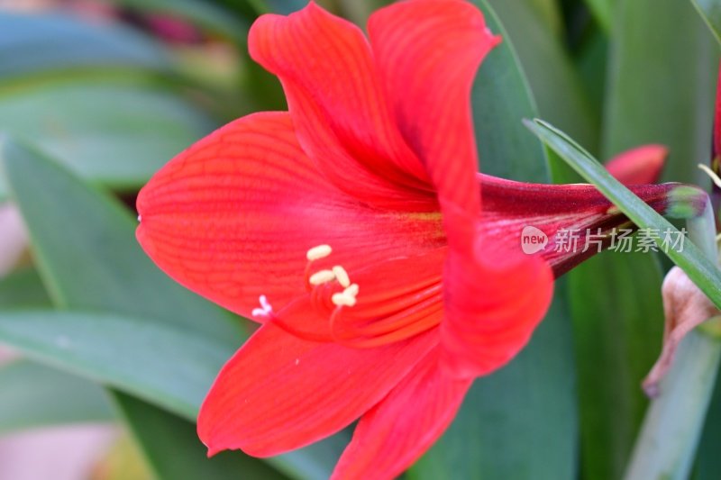 孤挺花/ Hippeastrum